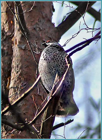 ������. ���� 410x560 (46kb)