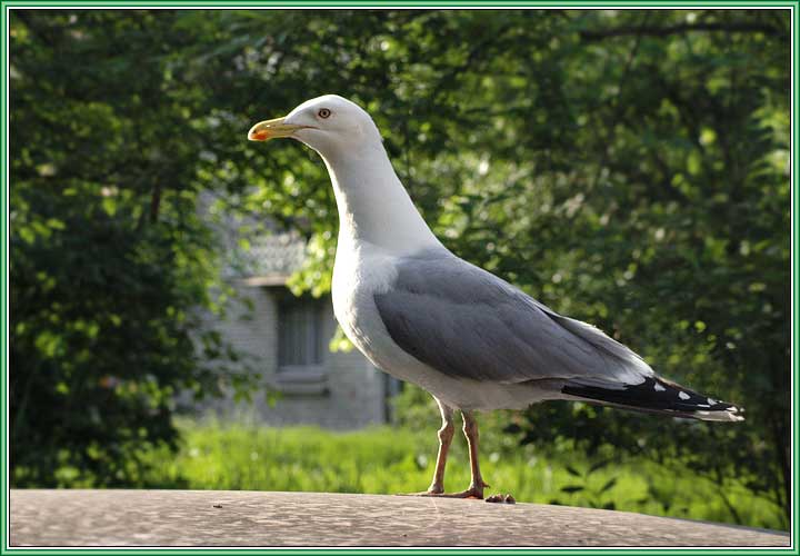 ����������� �����. ���� 720x500 (52kb)