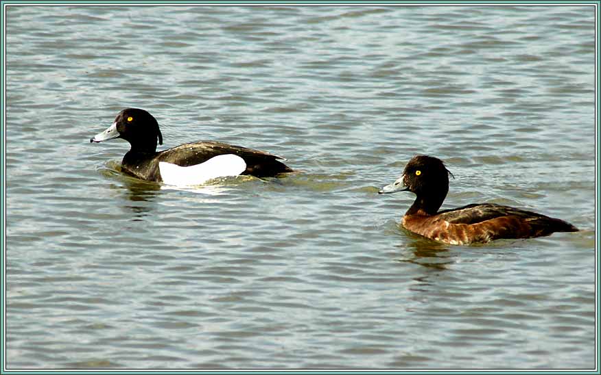 �������� �������. ���� 876x548 (54kb)