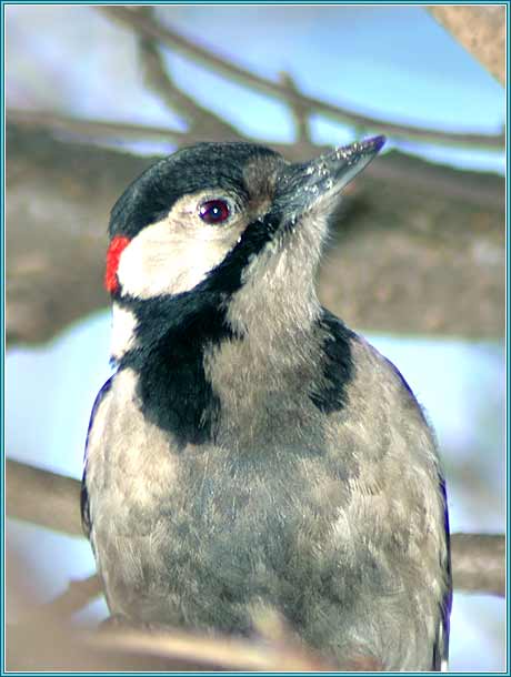 ������� ������� �����. ���� 460x610 (30kb)