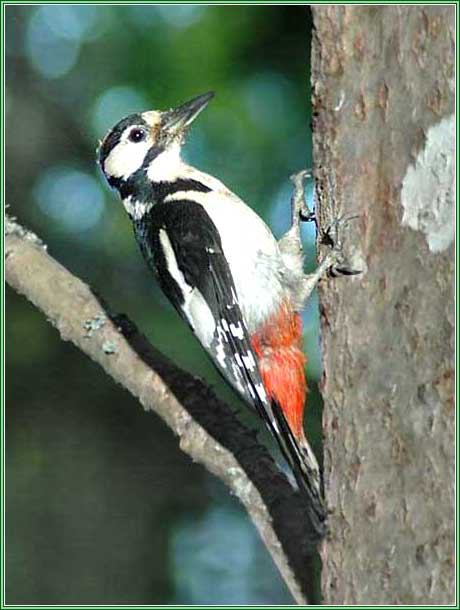 ������� ������� �����. ���� 460x610 (31kb)