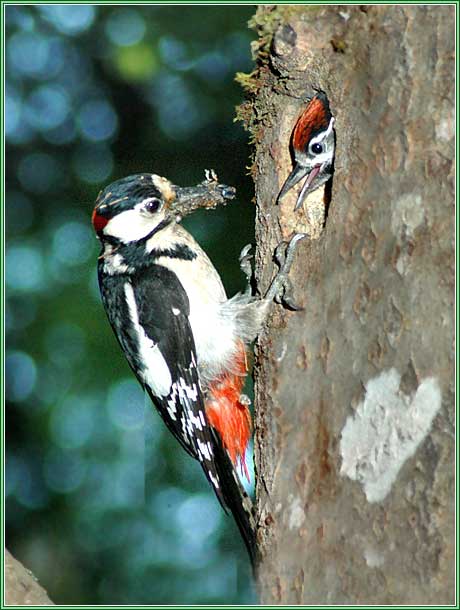 ������� ������� �����. ���� 460x610 (40kb)