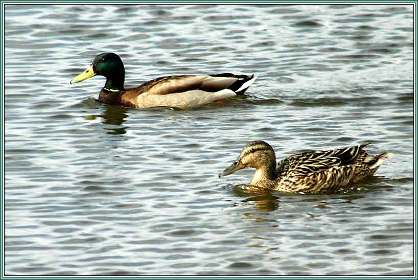 ������. ���� 818x548 (47kb)