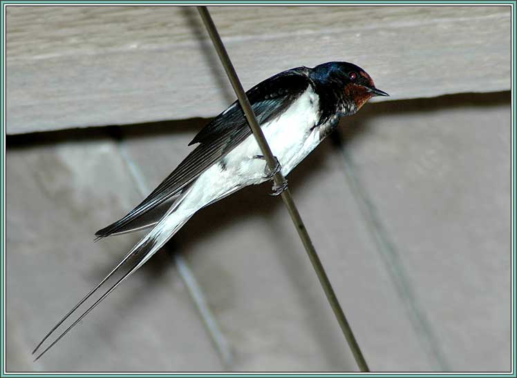 ����������� ��������. ���� 748x548 (32kb)