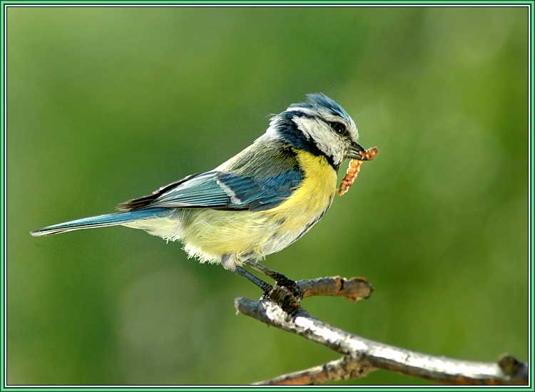 ���������. ���� 750x550 (38kb)