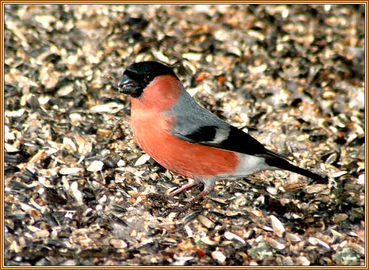 �������. ���� 748x548 (54kb)