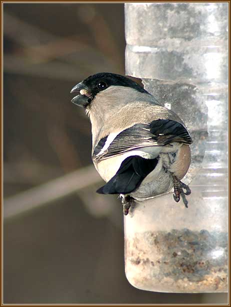 �������. ���� 460x610 (54kb)