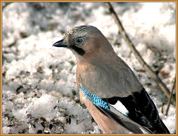 �����. ���� 718x548 (50kb)