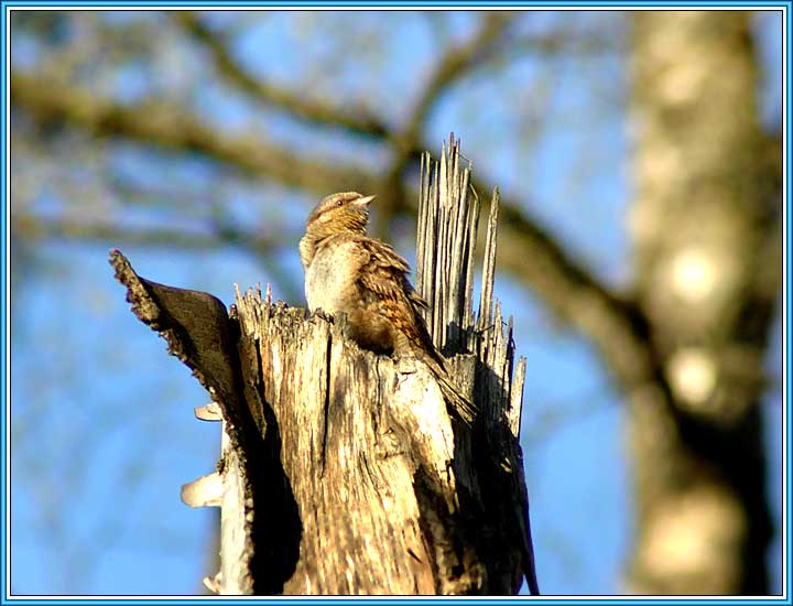 ����������. ���� 720x550 (47kb)