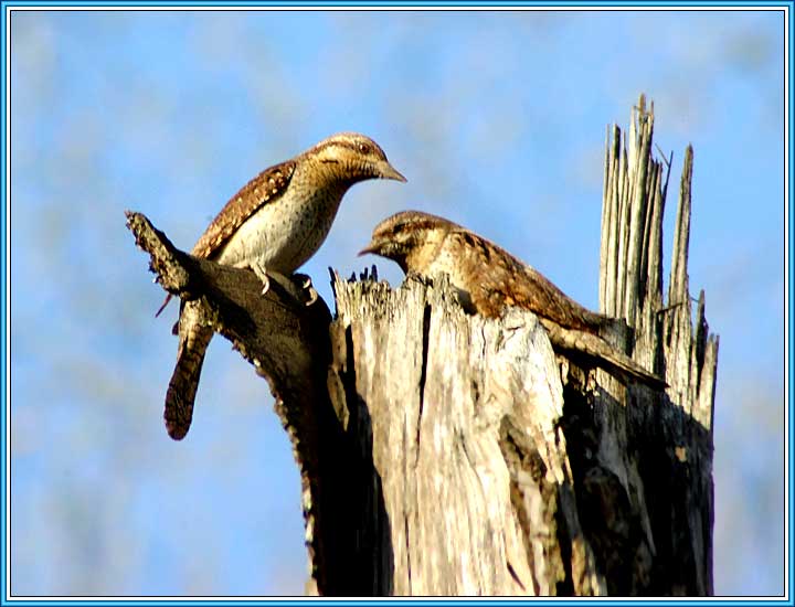 ����������. ���� 720x550 (45kb)