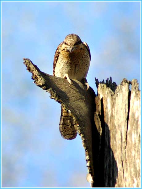 ����������. ���� 460x610 (27kb)