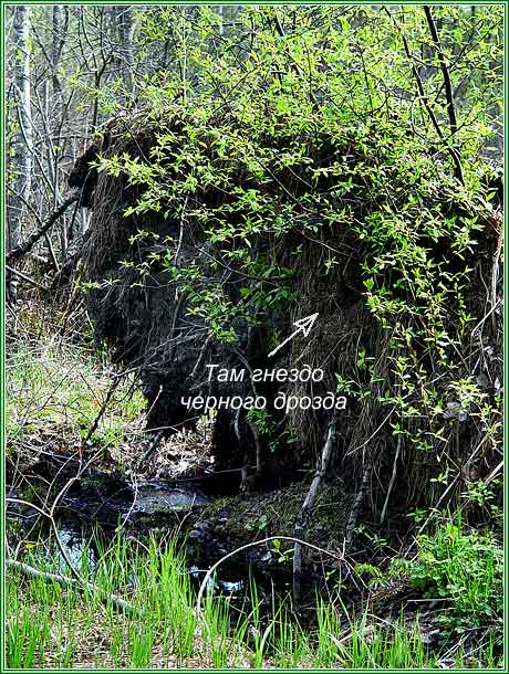 ��������� ������� ������. ���� 460x610 (79kb)