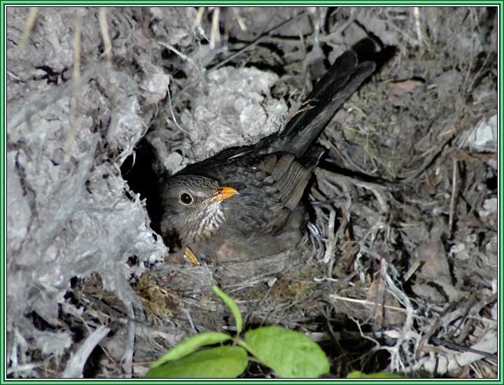 ������ �����. 720x550 (63kb)