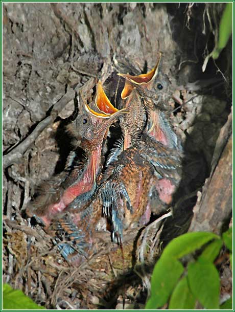 ������ ������� ������. ���� 462x612 (49kb)