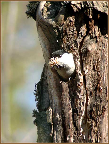 ����������� ������. ���� 462x612 (49kb)