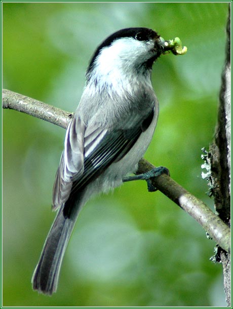 Буроголовая гаичка. Фото 460x610 (43kb) Показать?