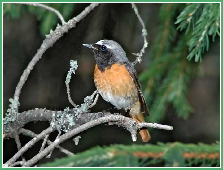 �����������-������� (�����). ���� 720x550 (41kb)