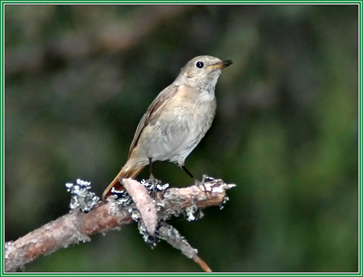 ����������� (�����). ���� 720x550 (59kb)