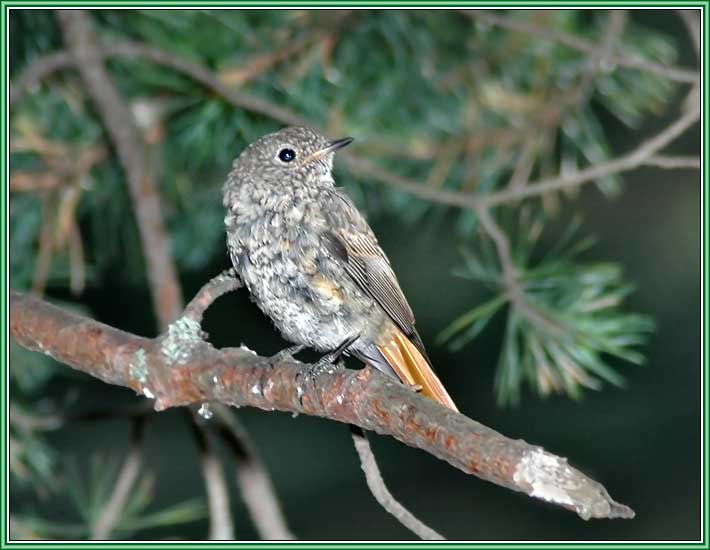 ����������� (�����). ���� 710x550 (40kb)