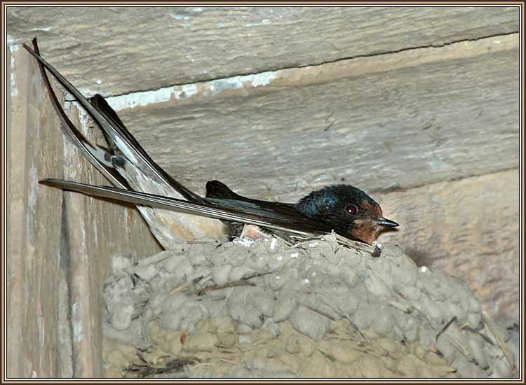 ����������� ��������. ���� 750x550 (55kb)