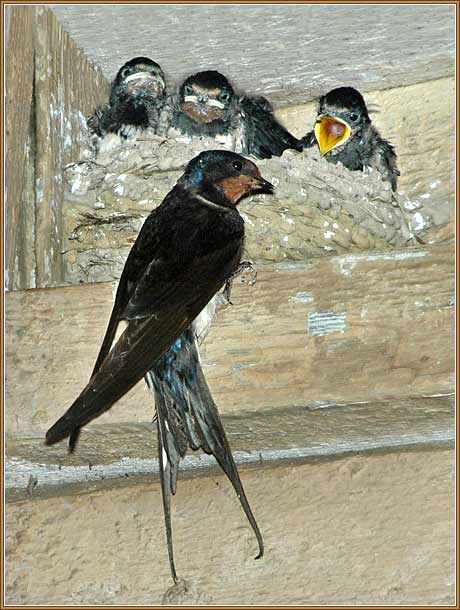 ��������-������� � ��������. ���� 460x610 (48kb)