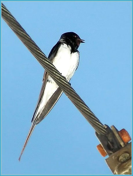 ��������-�������. ���� 460x610 (42kb)