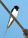 Ласточка-касатка. Фото 460x610 (42kb) Показать?