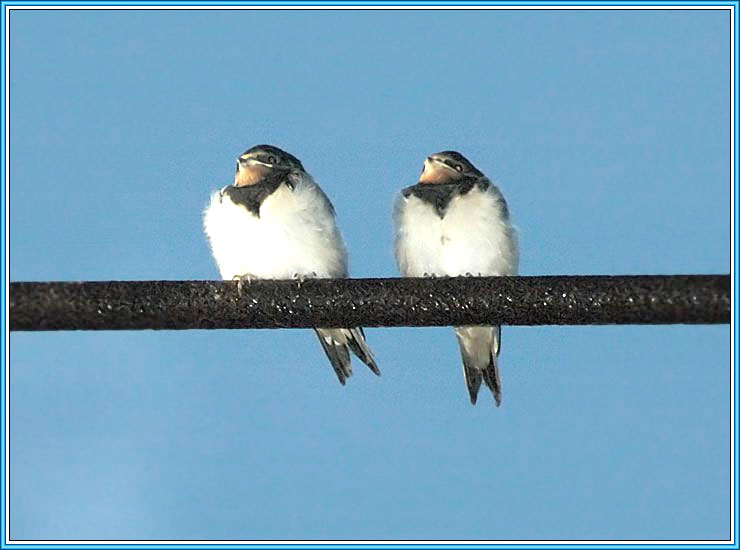 ����������� �������� (������). ���� 740x550 (50kb)