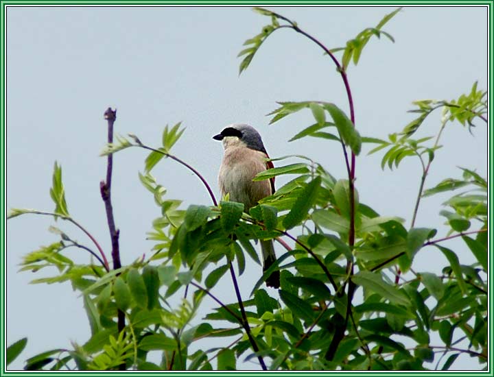 ���������-�����. ���� 720x550 (51kb)