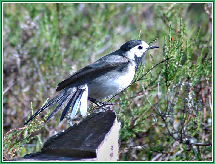 ����� ����������. ���� 720x550 (52kb)