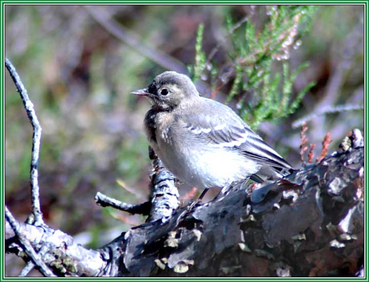 ����� ���������� (������). ���� 720x550 (50kb)