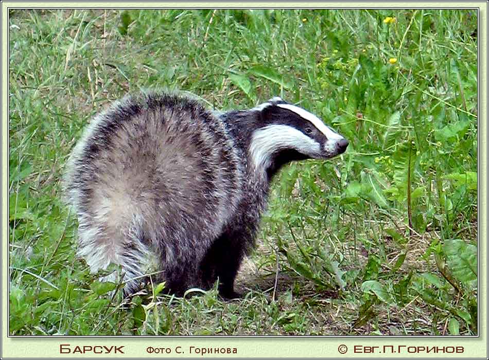 , badger, Meles meles.  950700 (99kb)