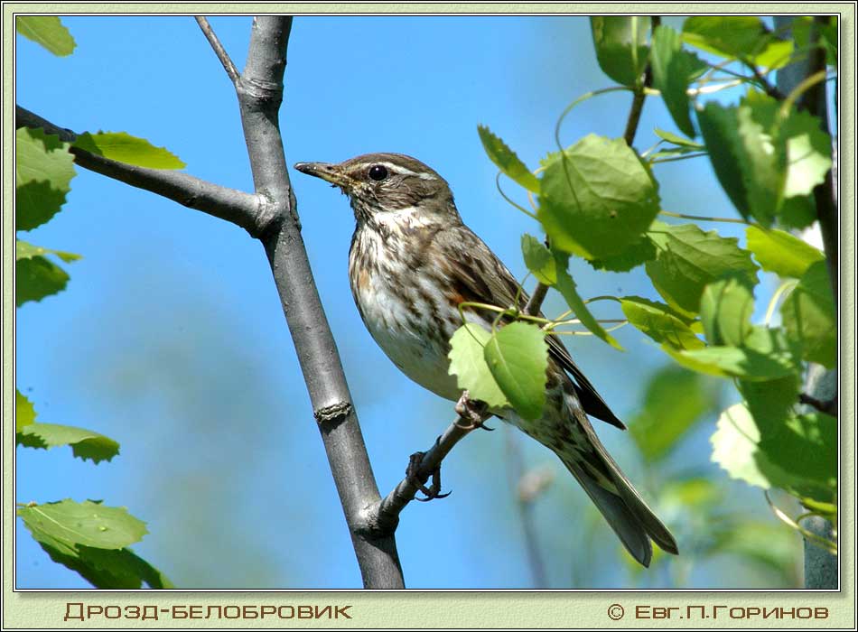 -, Redwing, Turdus iliacus Linnaeus.  950700 (75kb)