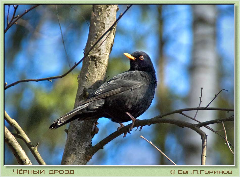  , Blackbird, Turdus merula.  950700 (78kb)