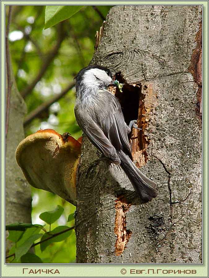  , Willow Tit, Parus montanus Baldenstein.  675900 (79kb)