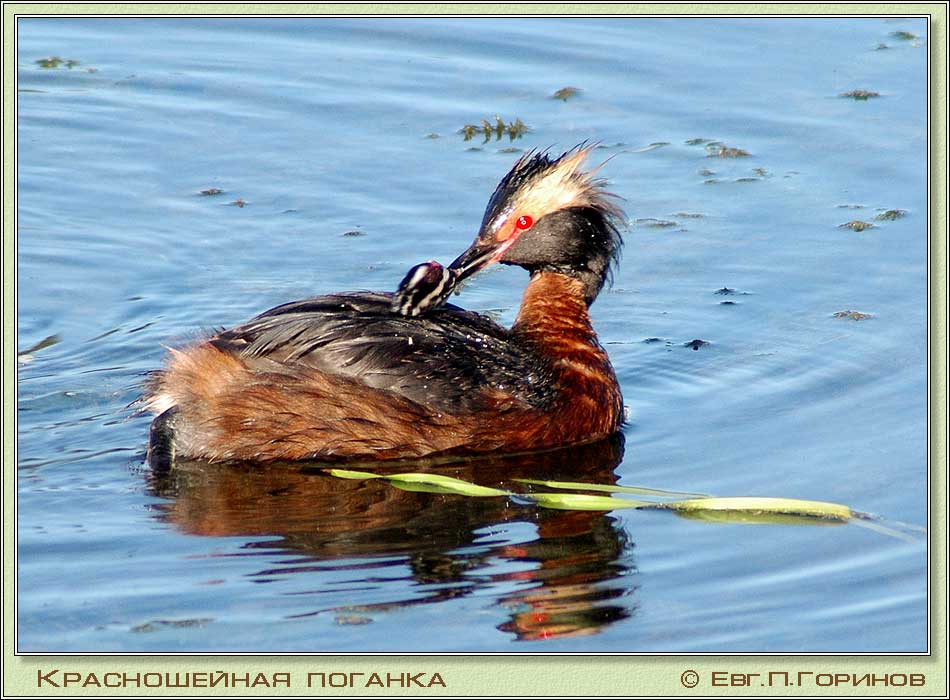  , Slavonian Grebe, Podiceps auritus Linnaeus.  950700 (86kb)