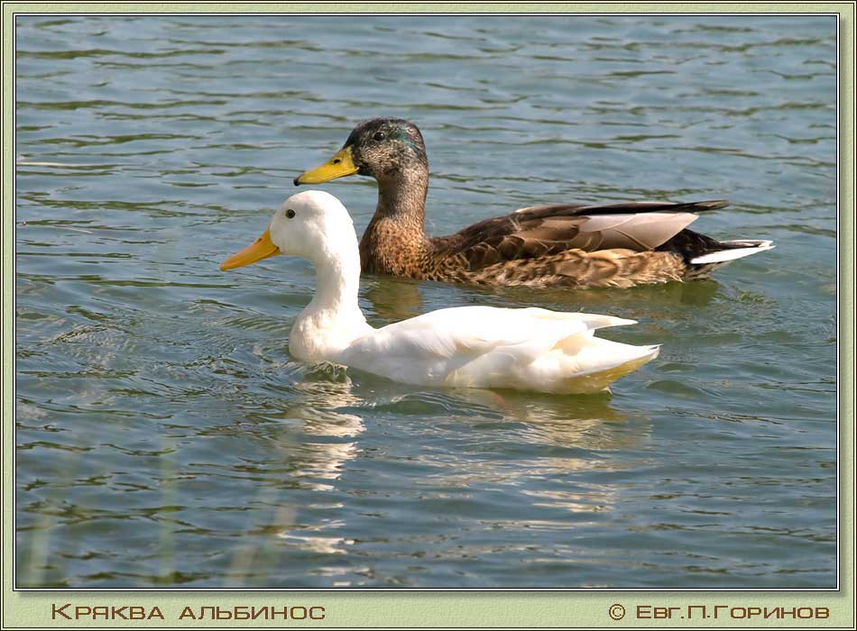  , Mallard, albino, Anas platyrhynchos Linnaeus.  950700 (86kb)