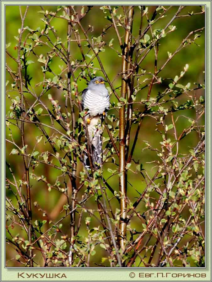 , Cuckoo (Common Cuckoo), Cuculus canorus Linnaeus.  675900 (78kb)