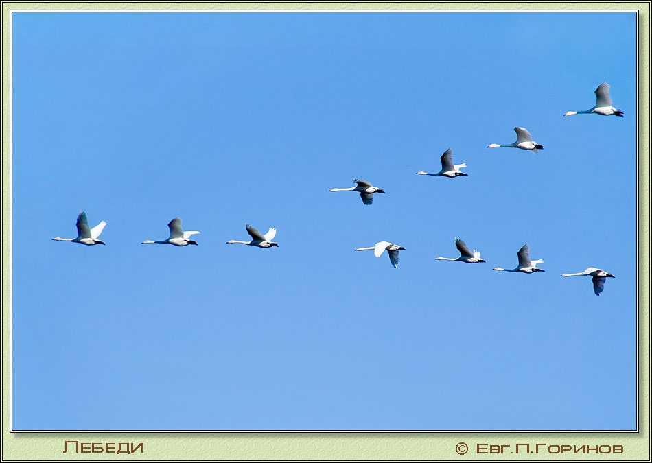 , Whooper Swan, Cygnus cygnus Linnaeus.  950675 (67kb)