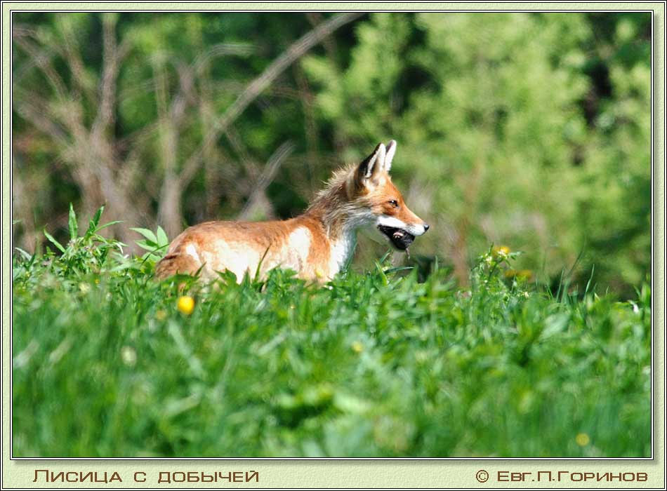 , Fox, Vixen, Vulpes vulpes.  950700 (86kb)