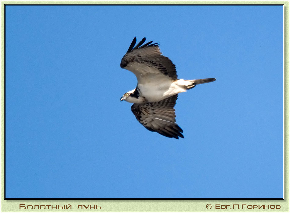  , Fox, Marsh Harrier, Circus aeruginosus Linnaeus.  950700 (87kb)