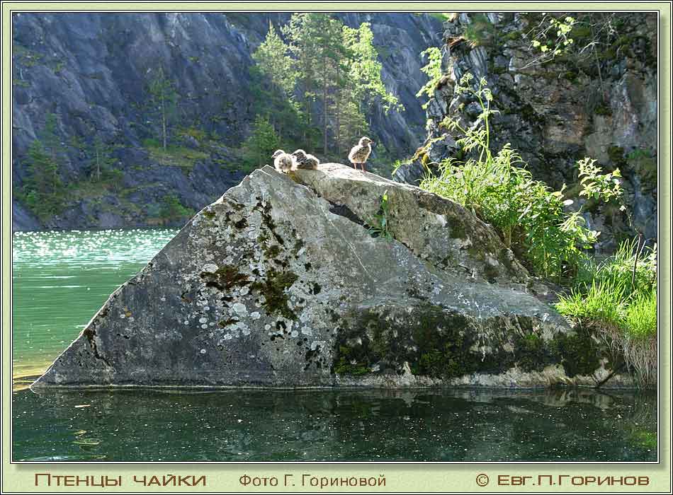  , Common Gull (Short-billed Gull), Larus canus Linnaeus.  950700 (93kb)