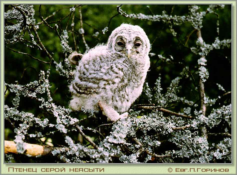  , Owl, Strix aluco Linnaeus.  950700 (91kb)
