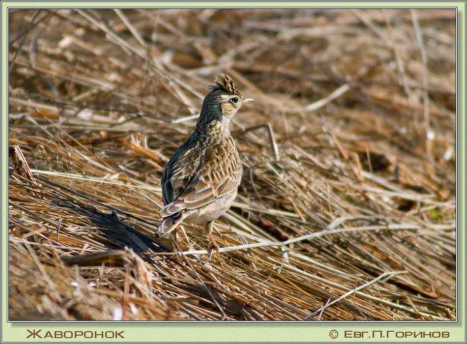 , Skylark, Alauda arvensis Linnaeus.  950700 (76kb)