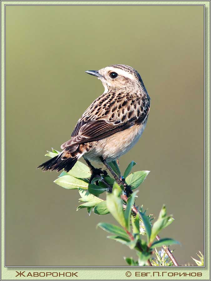 , Skylark, Alauda arvensis Linnaeus.  675900 (55kb)