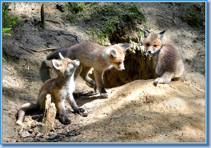 Лисята, Young foxes. Фото 900x630