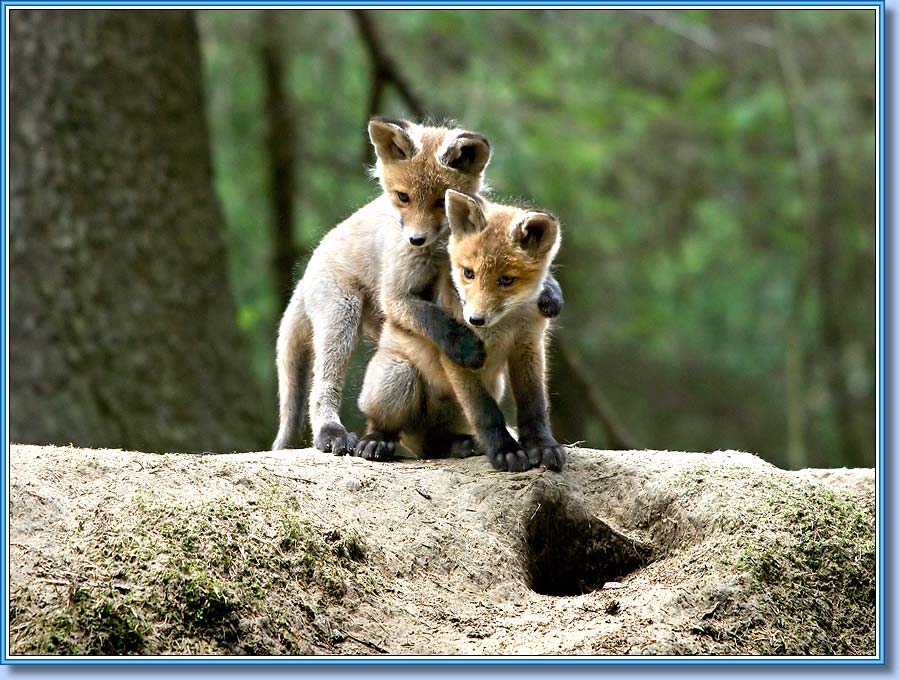 Лисята, Young foxes. Фото 900x630