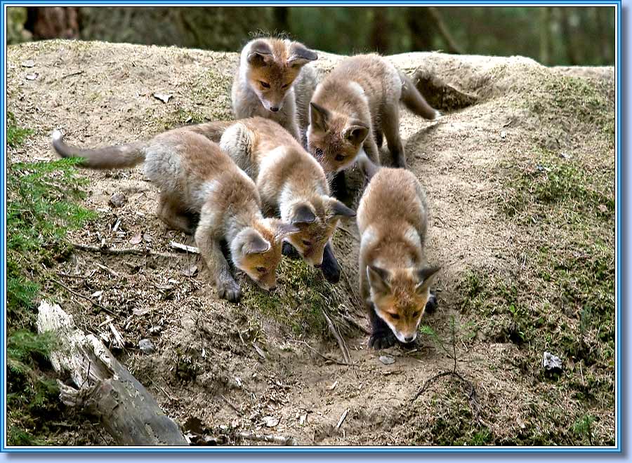Лисята, Young foxes. Фото 900x660