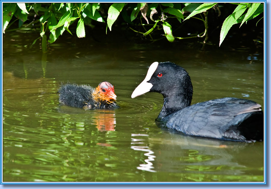 Лысуха с птенцом, Coot with a nestling. Фото 900x680