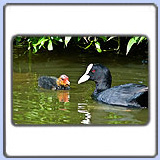 ������ � �������. ���� 900x630. ��������?